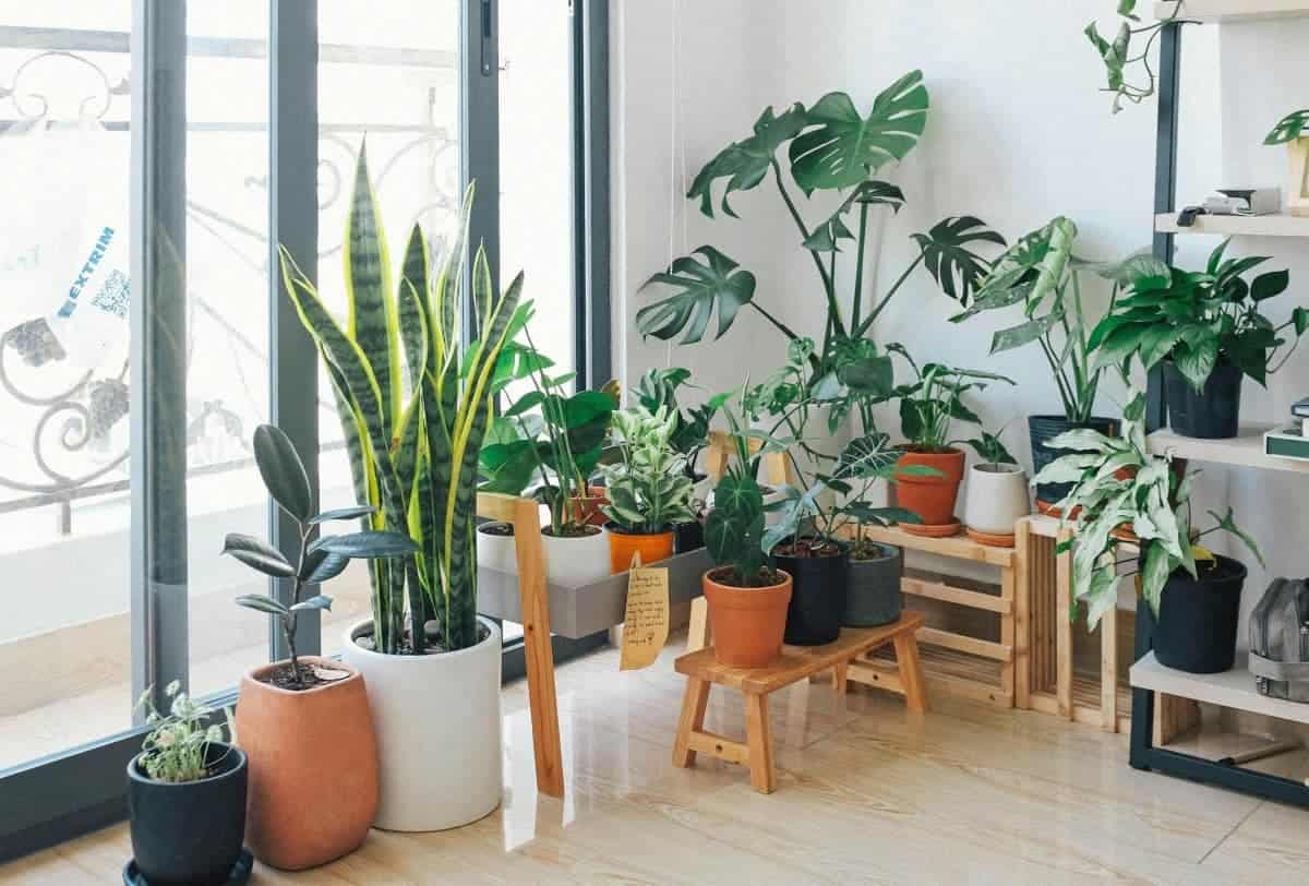 14. Incorporate Nature Indoors